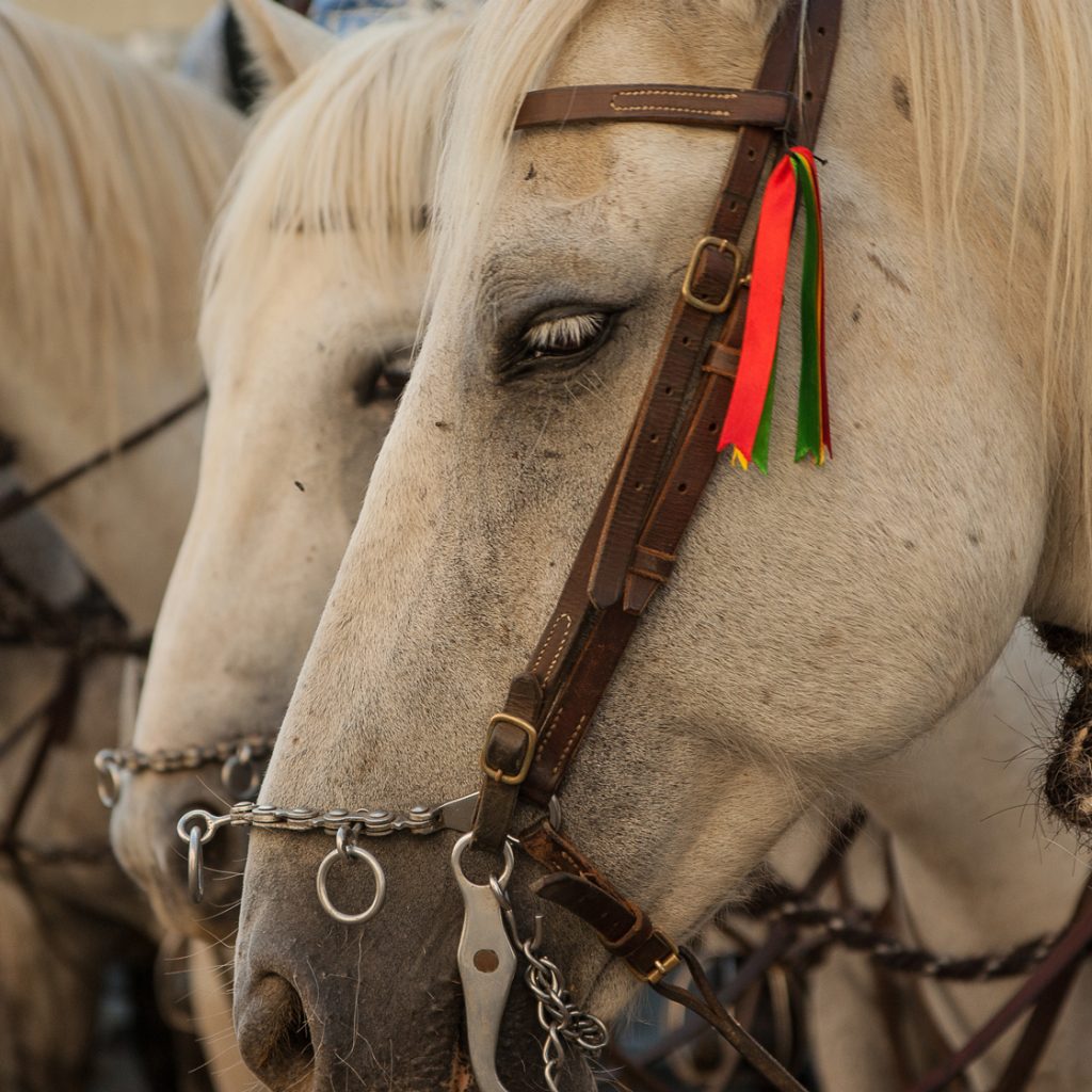 Feria, Tarifa in Spain, horseriding