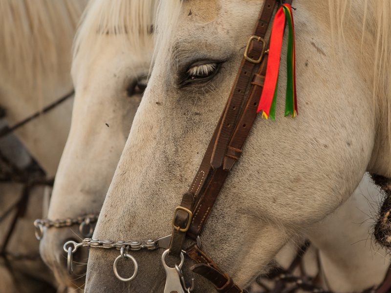 Feria, Tarifa in Spain, horseriding
