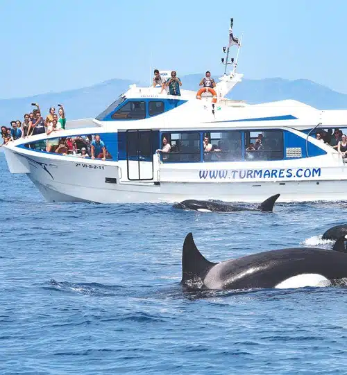Avistamiento de ballenas en Tarifa